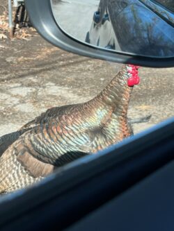 Turkey Trouble